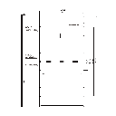 RISEN ENERGY, RSM144-7-450M, Standard Monofacial Monocrystalline PERC half-cut cells 450Wp Solar Panel
